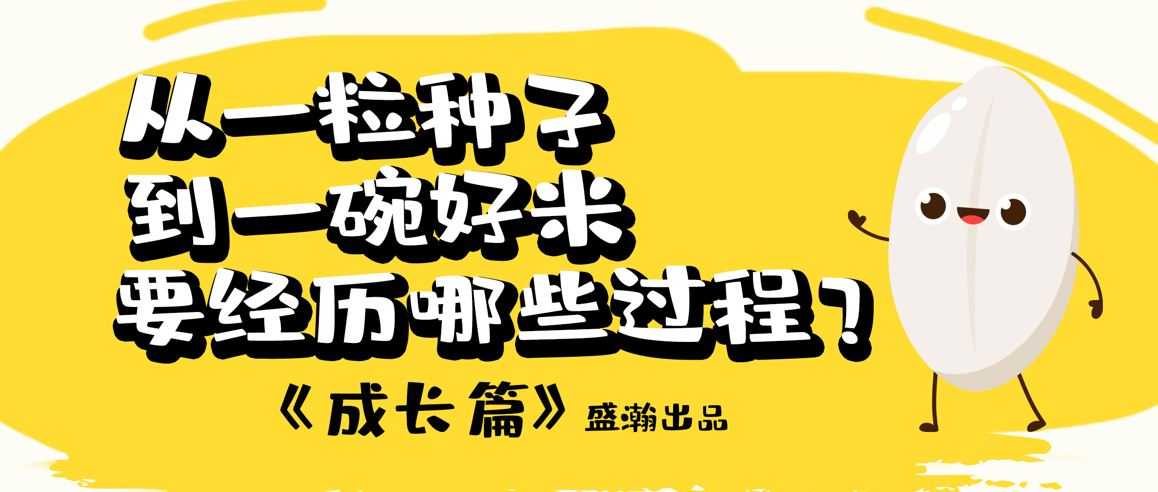 大米的一生-成長(zhǎng)篇 | 從一粒種子到一碗好米要經(jīng)歷哪些過(guò)程？
